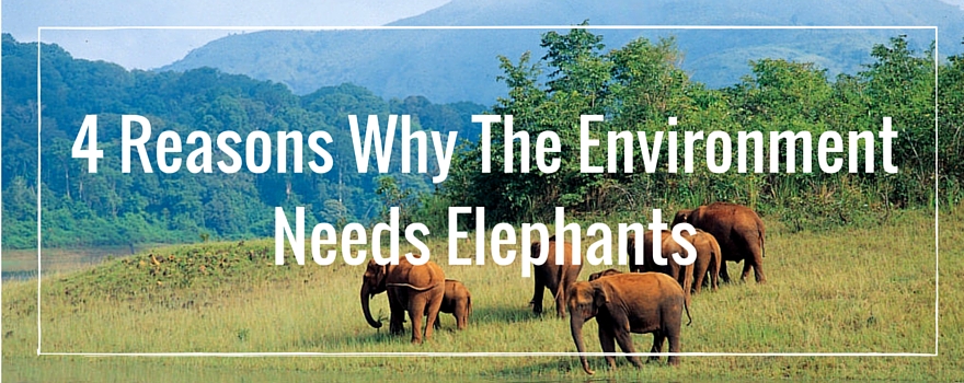 4 Reasons Why The Environment Needs Elephants | GVI UK