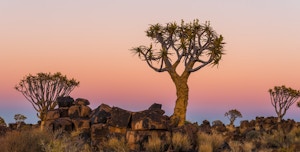 Endangered Tree Species: Why They Matter and How to Save Them