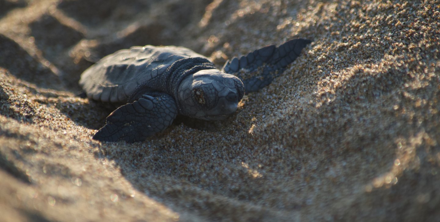 Volunteer with Turtles in Greece - Volunteer Programs | GVI