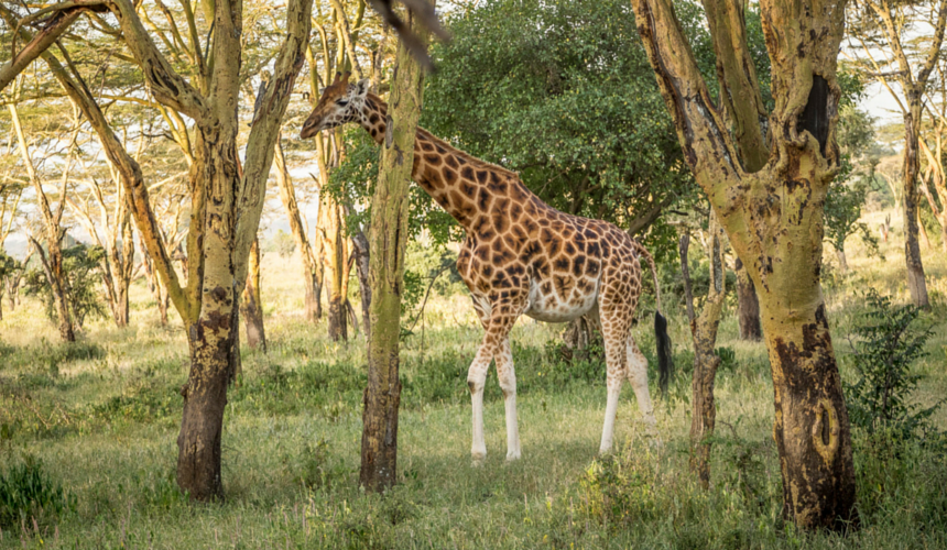 Fascinating Facts About Africa's Endangered Animals | GVI UK