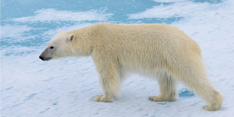 Seven animals affected by climate change | GVI | GVI