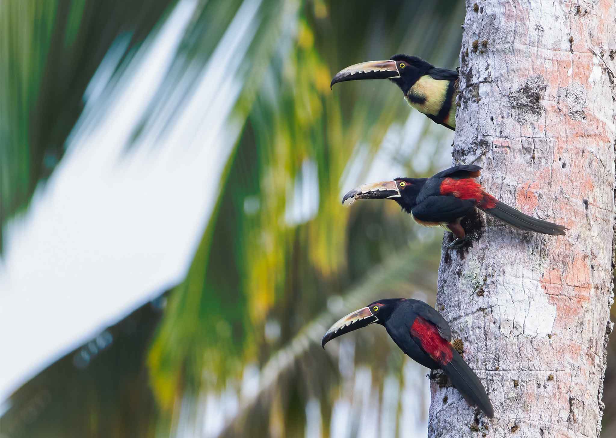 Bird Research in Costa Rica | GVI | GVI