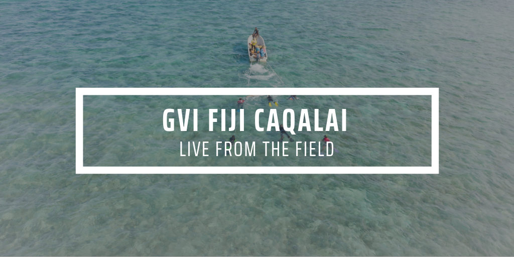 Ori's Island Life - GVI Caqalai, Fiji | GVI