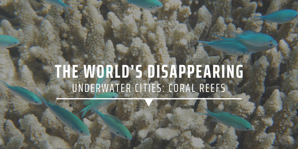 The world's disappearing underwater cities: coral reefs, GVI