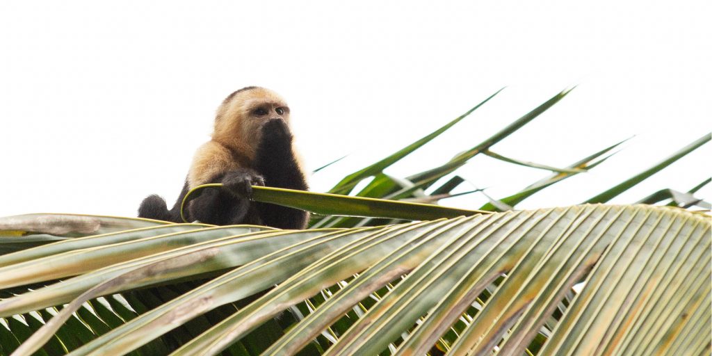 How To Experience Biodiversity In Costa Rica | GVI | GVI