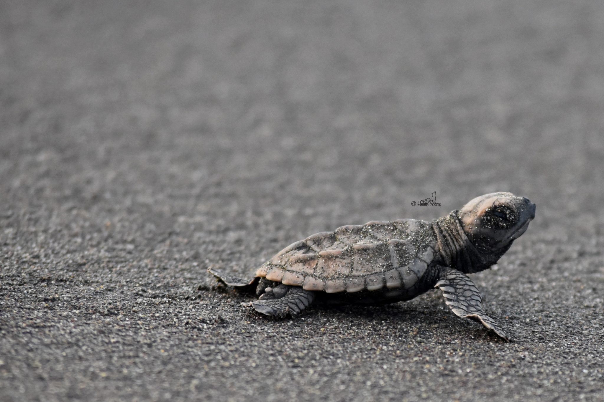 Understanding Tortuguero's Turtles: the Hawksbill Sea Turtle | GVI | GVI