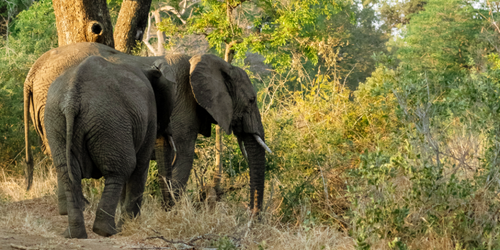 Four Reasons Why The Environment Needs Elephants | GVI | GVI