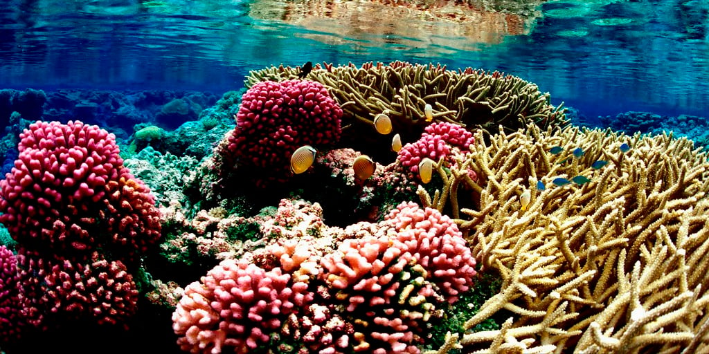 How are coral nurseries helping to save the ocean? | GVI