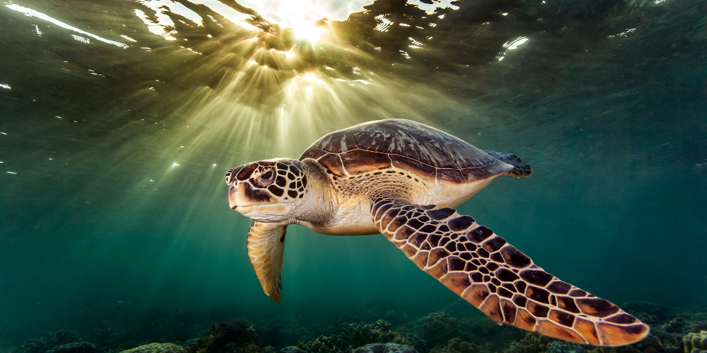 Costa Rica Sea Turtle Conservation: Why It’s Important And How You Can ...