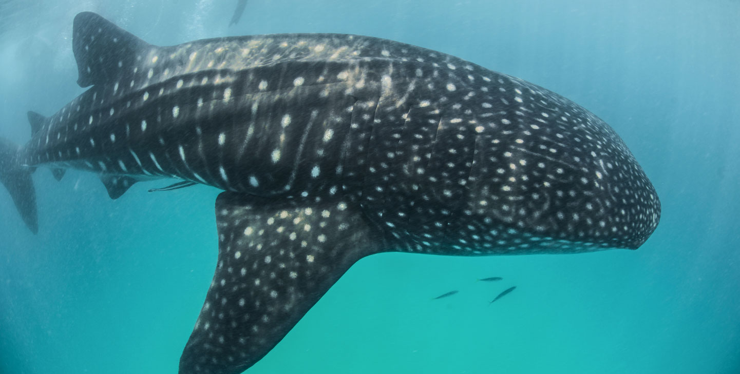 Where to see whale sharks in mexico? | GVI | GVI