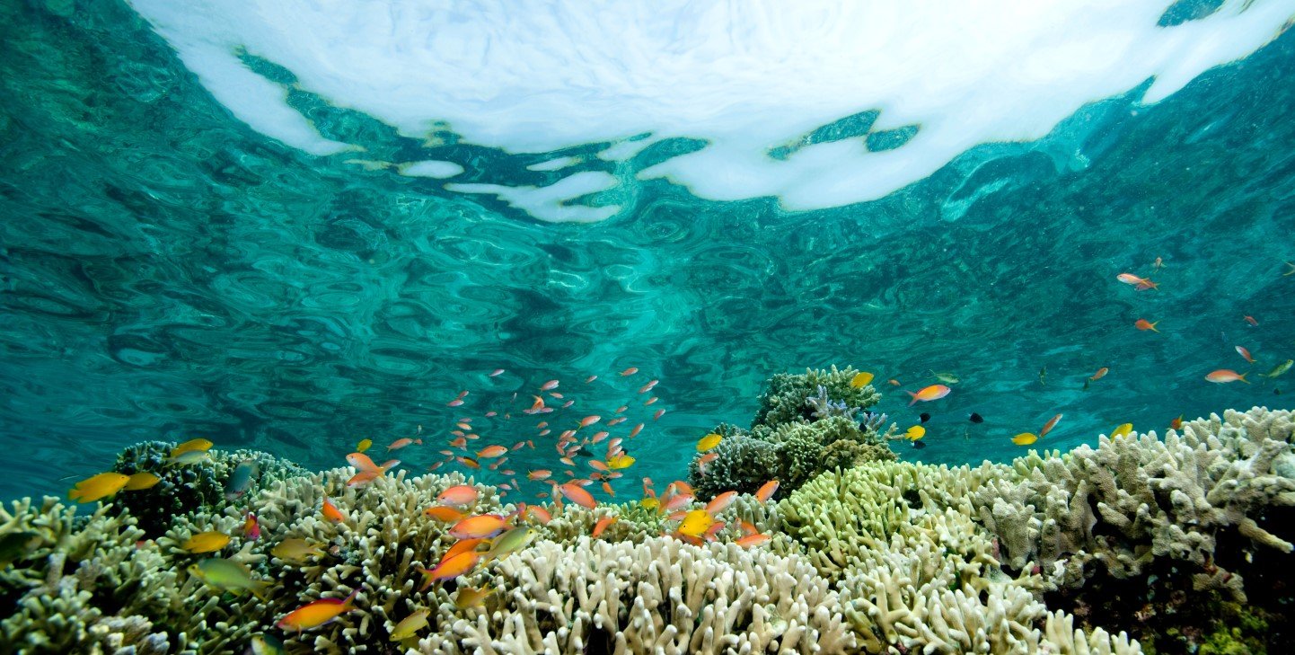 Understanding the Threats of Human Impact on Coral Reefs, GVI