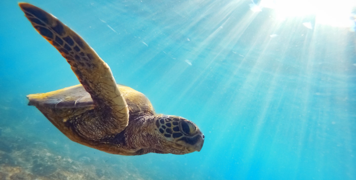 The Importance Of Conserving Marine Turtles | GVI | GVI