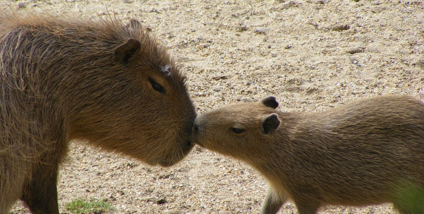 Capybaras: The Fascinating Water Pigs of South America - GVI