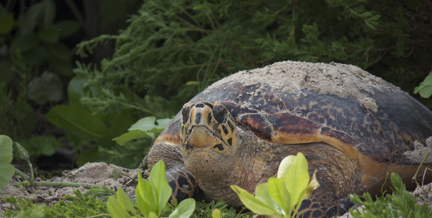 International Cooperation In Turtle Conservation: Progress And ...