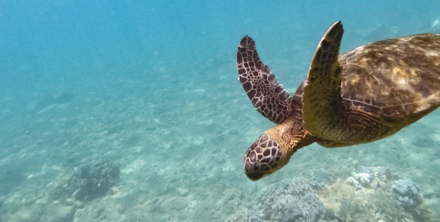 Saving the Seas: Protecting Endangered Sea Turtles | GVI | GVI