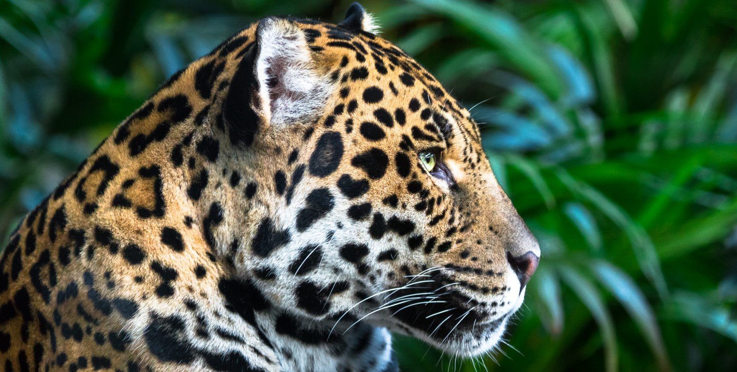 Saving Endangered Species in Costa Rica | GVI | GVI