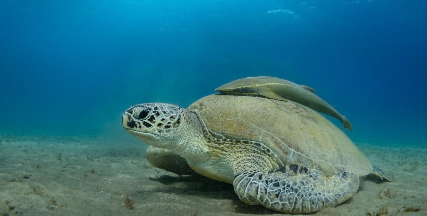 How Many Marine Animals Die From Plastic Pollution? | GVI | GVI