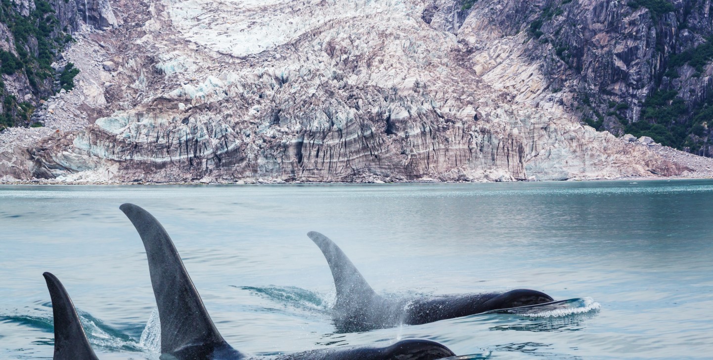 The Largest Dolphins In The Ocean: Discovering Their Fascinating World ...