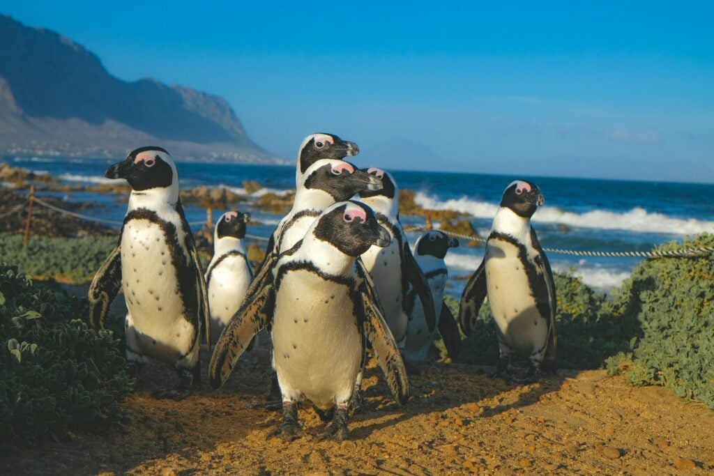Betty's Bay Stony Point Nature Reserve penguins