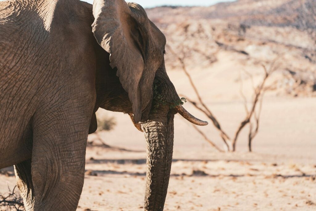 Elephant Namibia