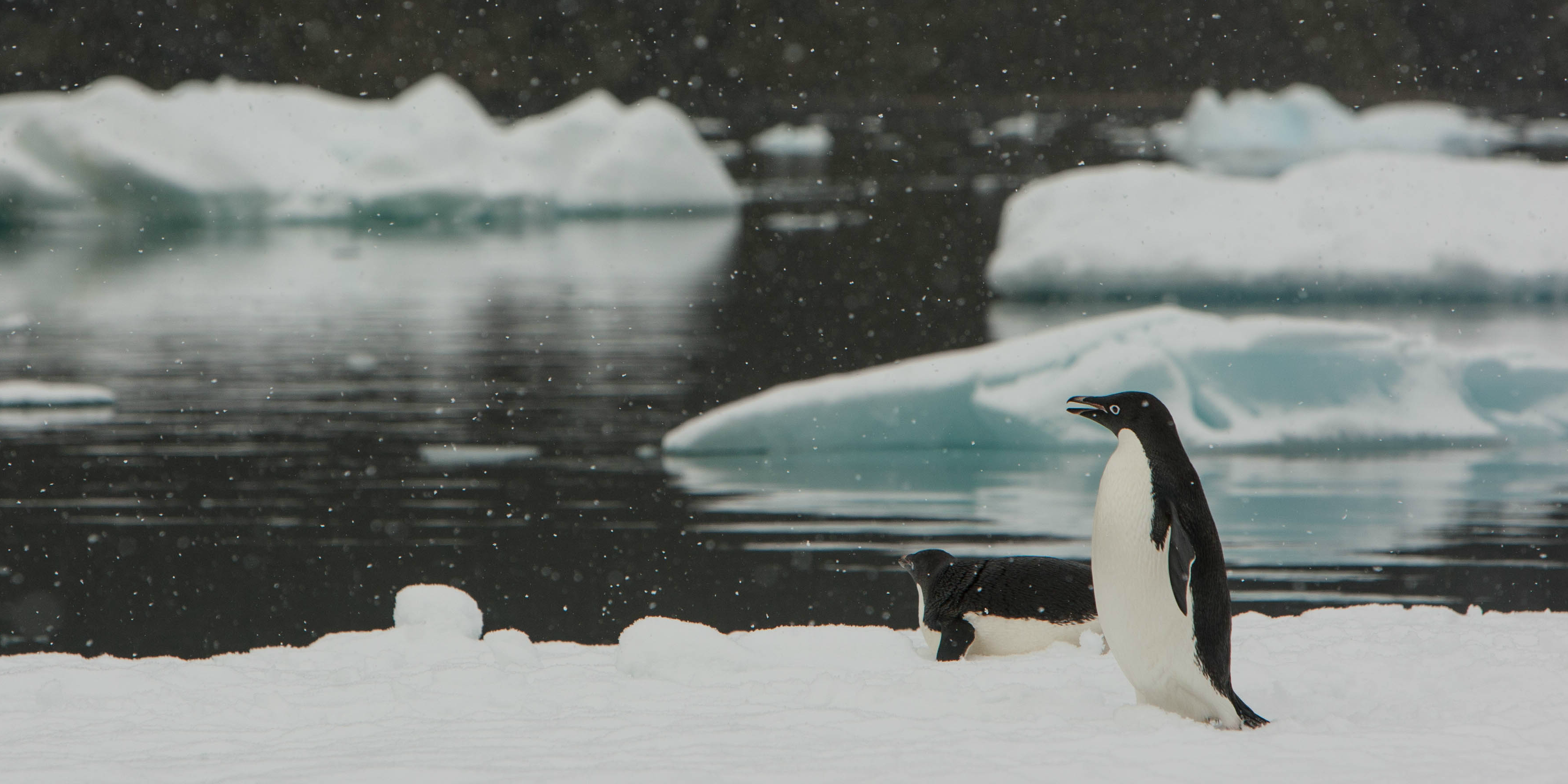 Six animal species and how they are affected by climate change | GVI UK