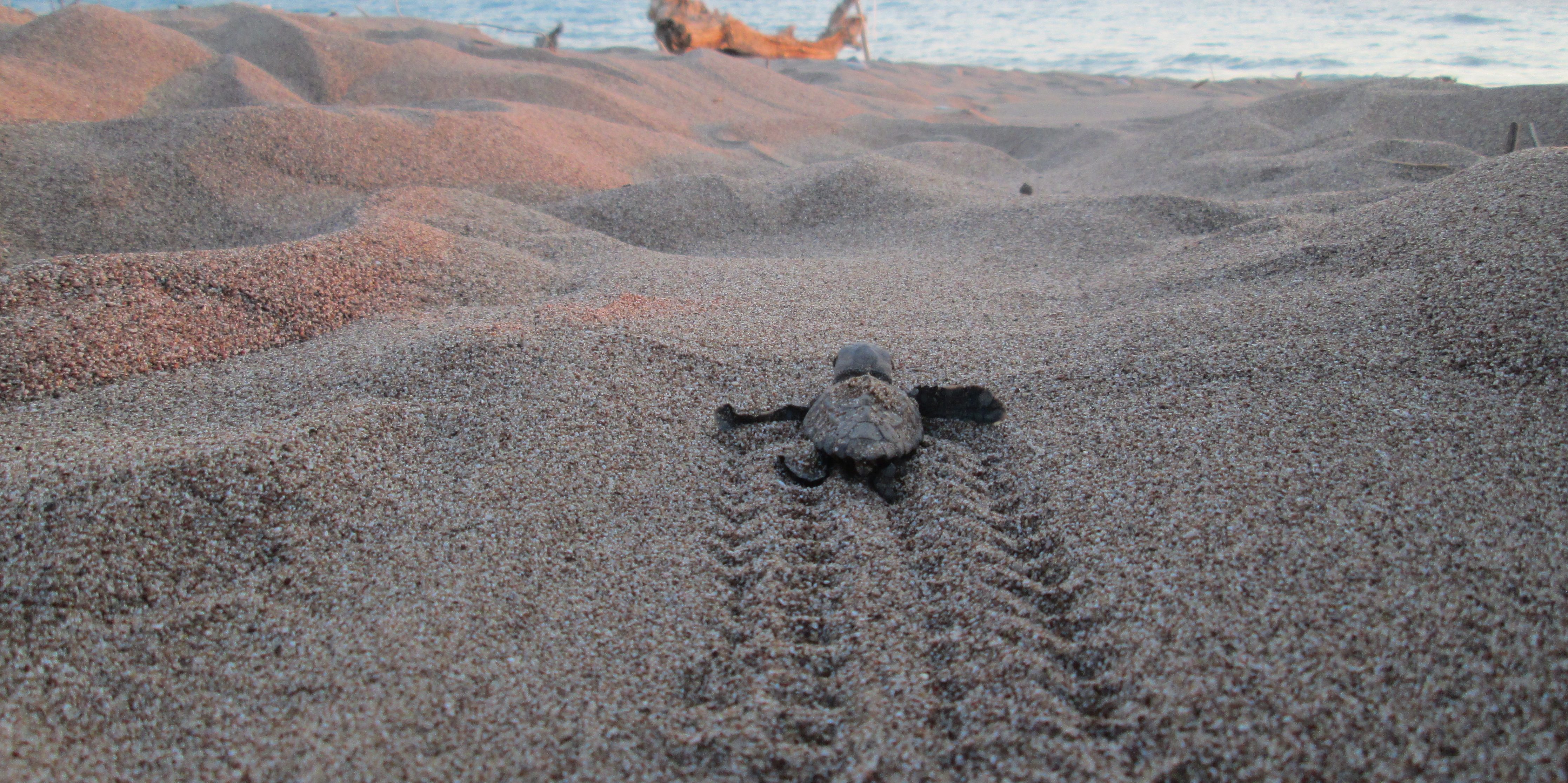 Turtle hatchlings make their way to the ocean.