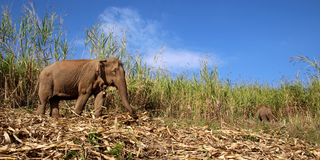 de olifant loopt door het gras. 