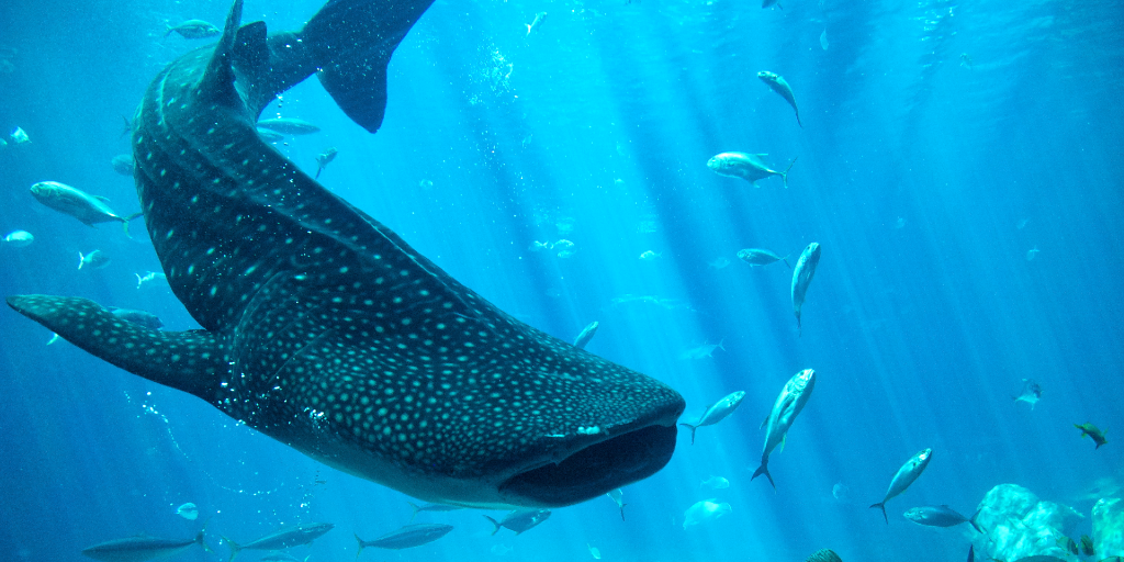 Whale sharks gather at a few specific locations around the world – now we  know why