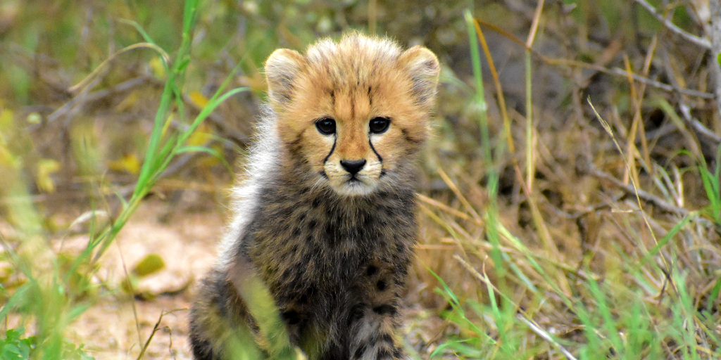 All about the cheetah: Fun facts, why cheetahs are facing extinction ...